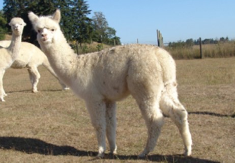 Alpaca For Sale - RF Lady Molina at Alpacas of Royalwood Farm